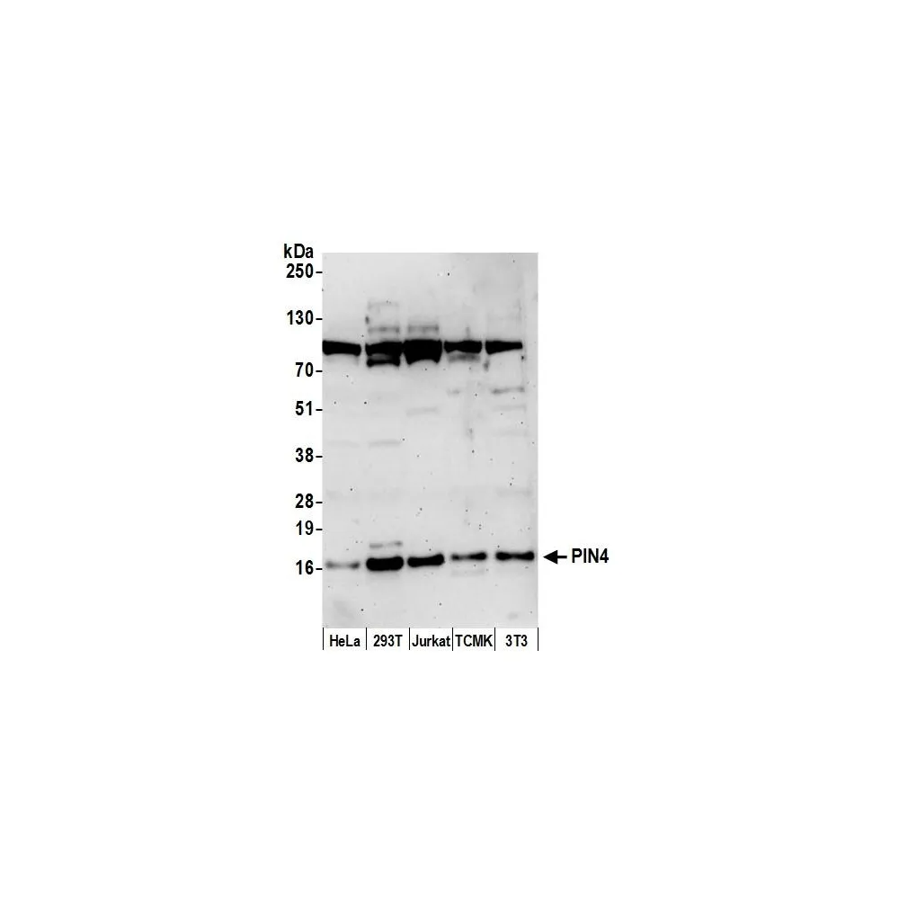 Rabbit anti-PIN4 Antibody, Affinity Purified