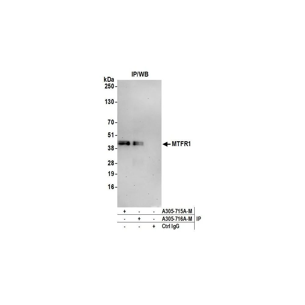 Rabbit anti-MTFR1 Antibody, Affinity Purified