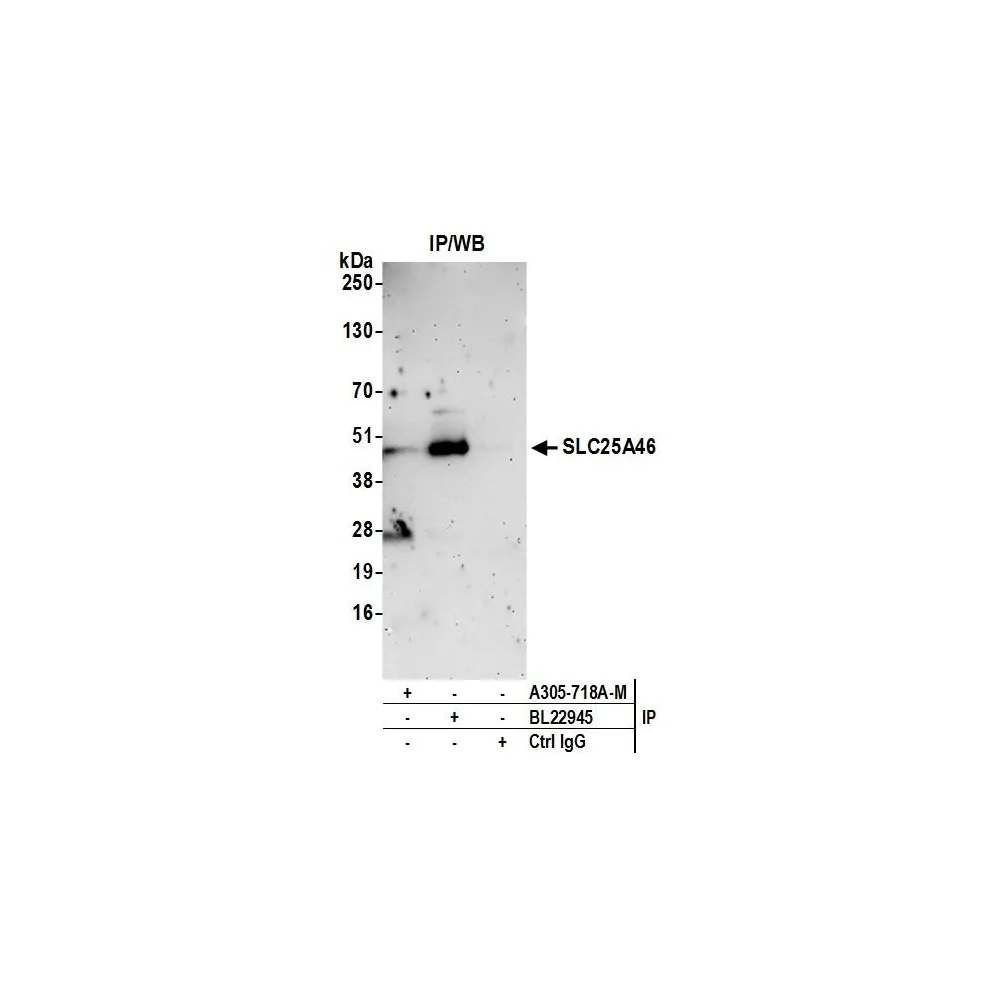 Rabbit anti-SLC25A46 Antibody, Affinity Purified