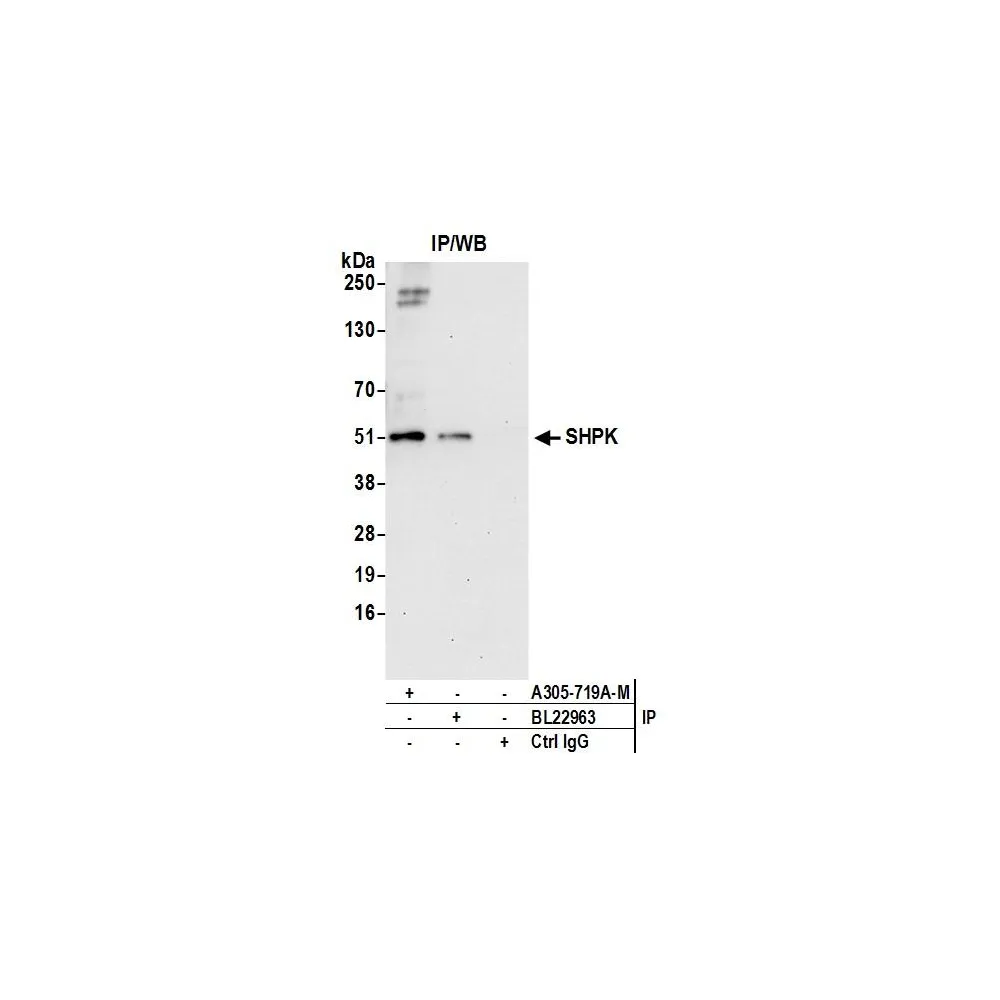 Rabbit anti-SHPK Antibody, Affinity Purified