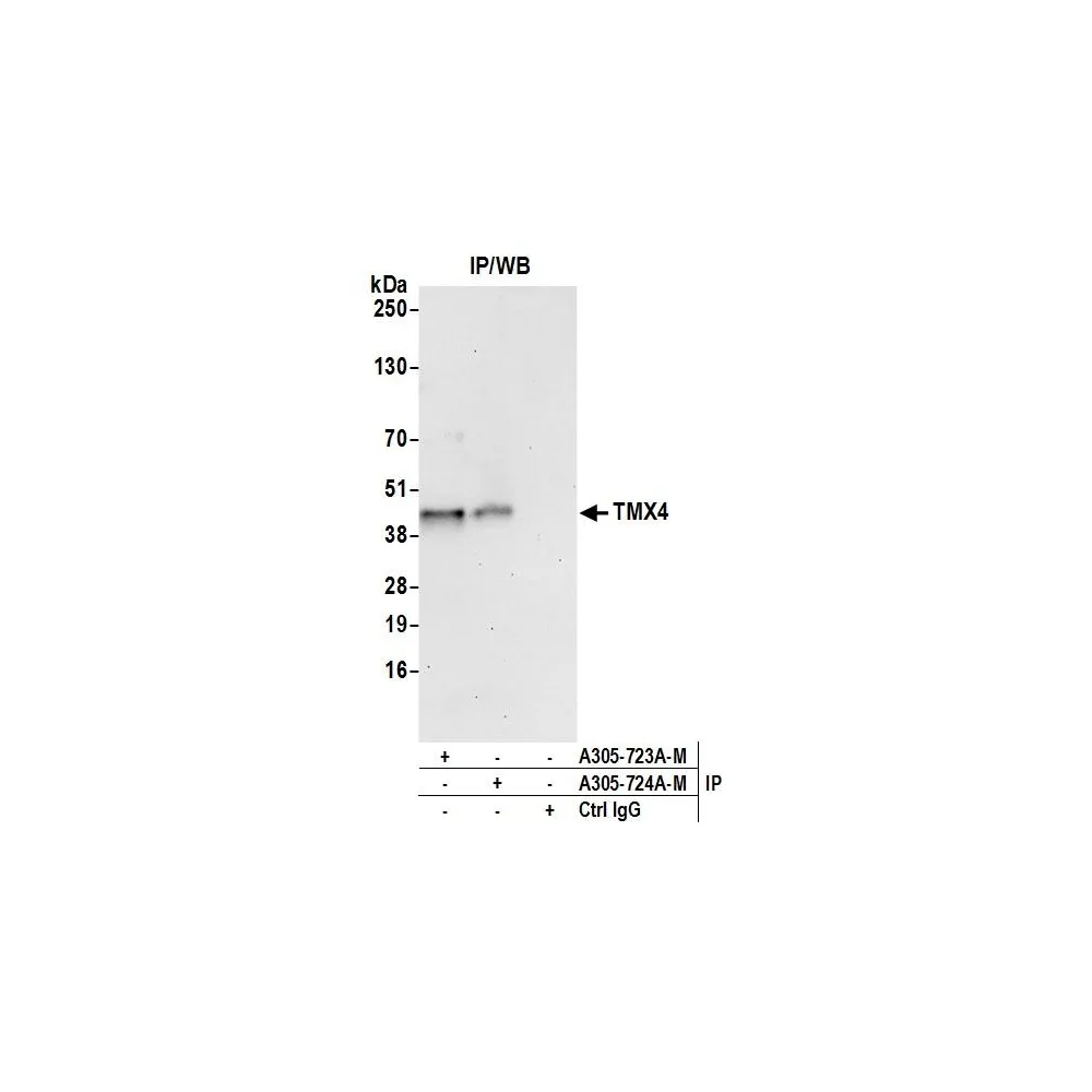 Rabbit anti-TMX4 Antibody, Affinity Purified