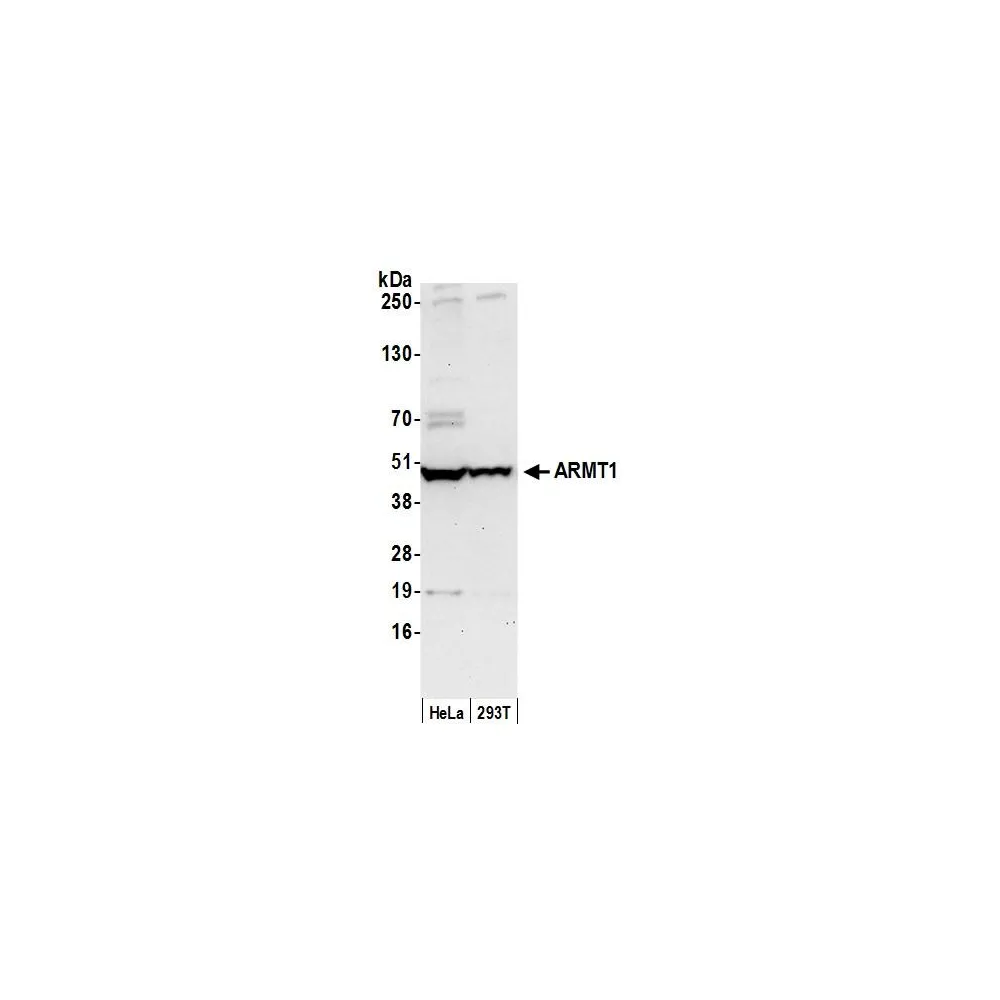 Rabbit anti-ARMT1 Antibody, Affinity Purified