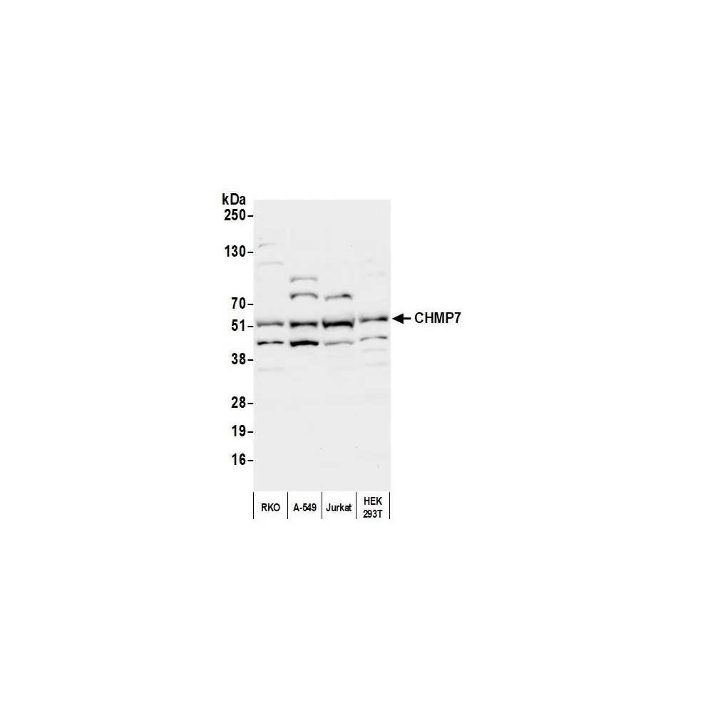 Rabbit anti-CHMP7 Antibody, Affinity Purified