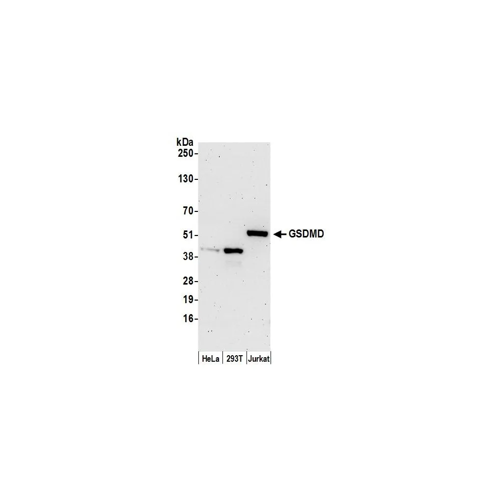 Rabbit anti-GSDMD Antibody, Affinity Purified