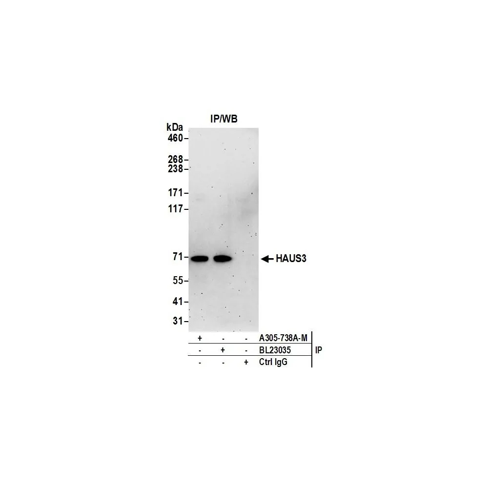 Rabbit anti-HAUS3 Antibody, Affinity Purified