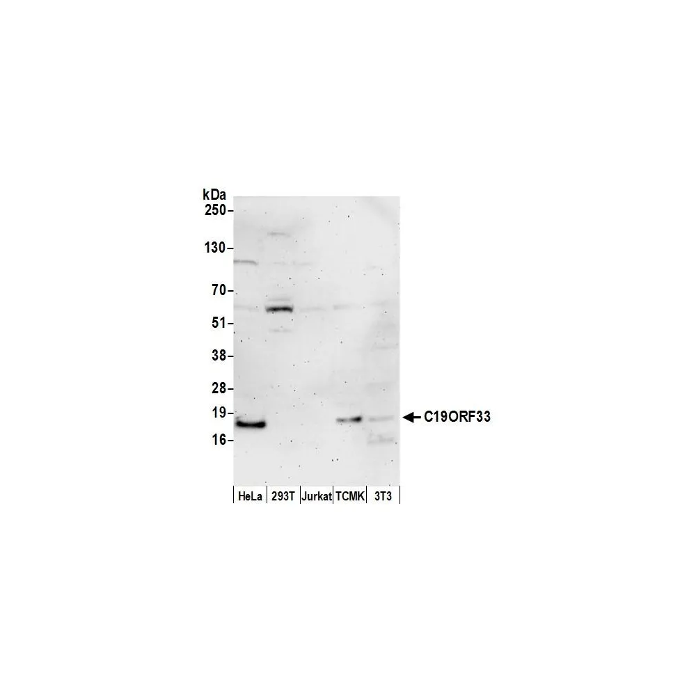 Rabbit anti-C19ORF33 Antibody, Affinity Purified