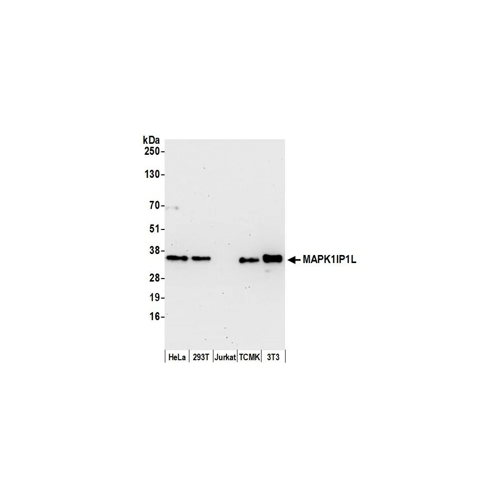 Rabbit anti-MAPK1IP1L Antibody, Affinity Purified