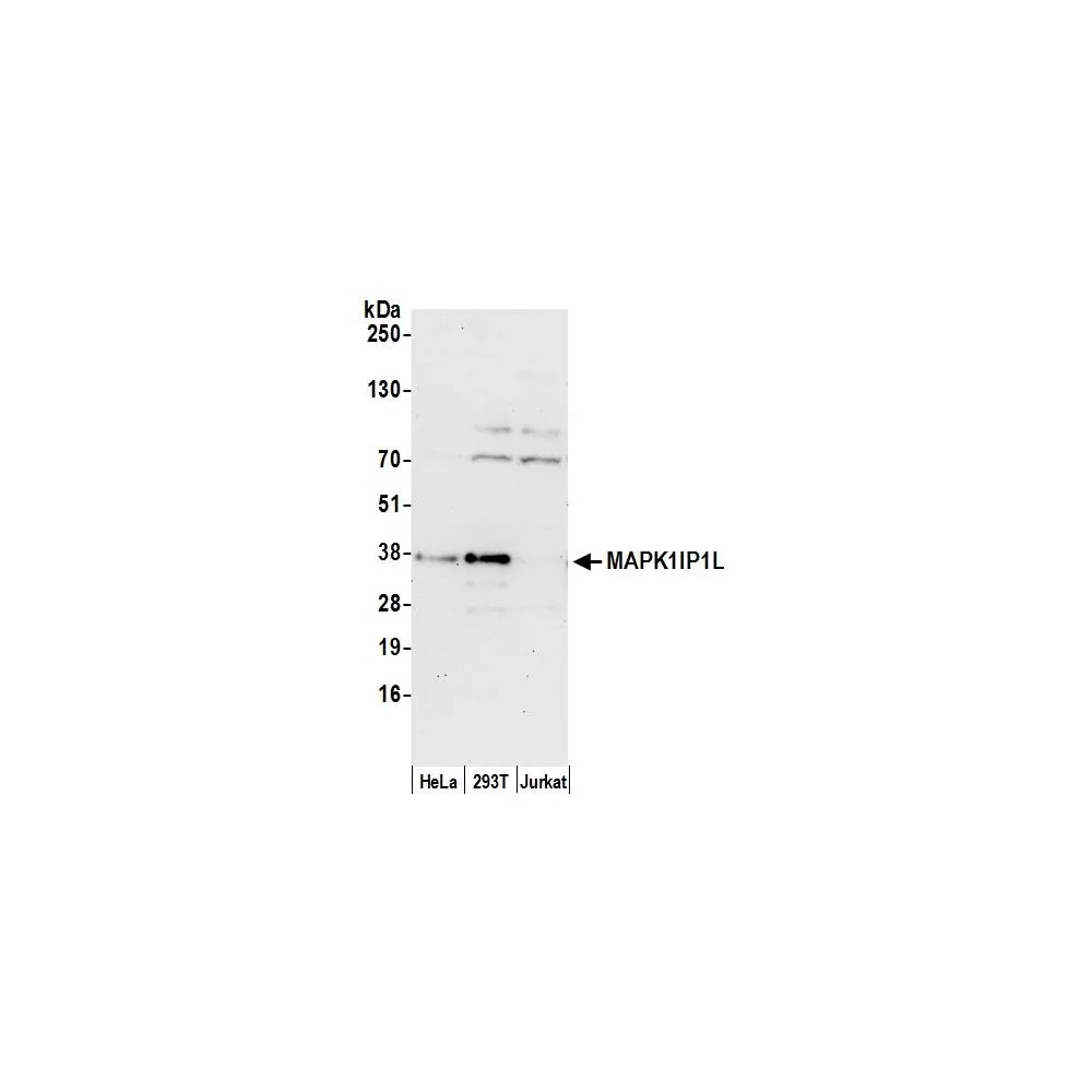 Rabbit anti-MAPK1IP1L Antibody, Affinity Purified