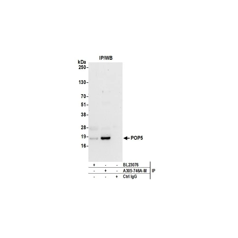 Rabbit anti-POP5 Antibody, Affinity Purified