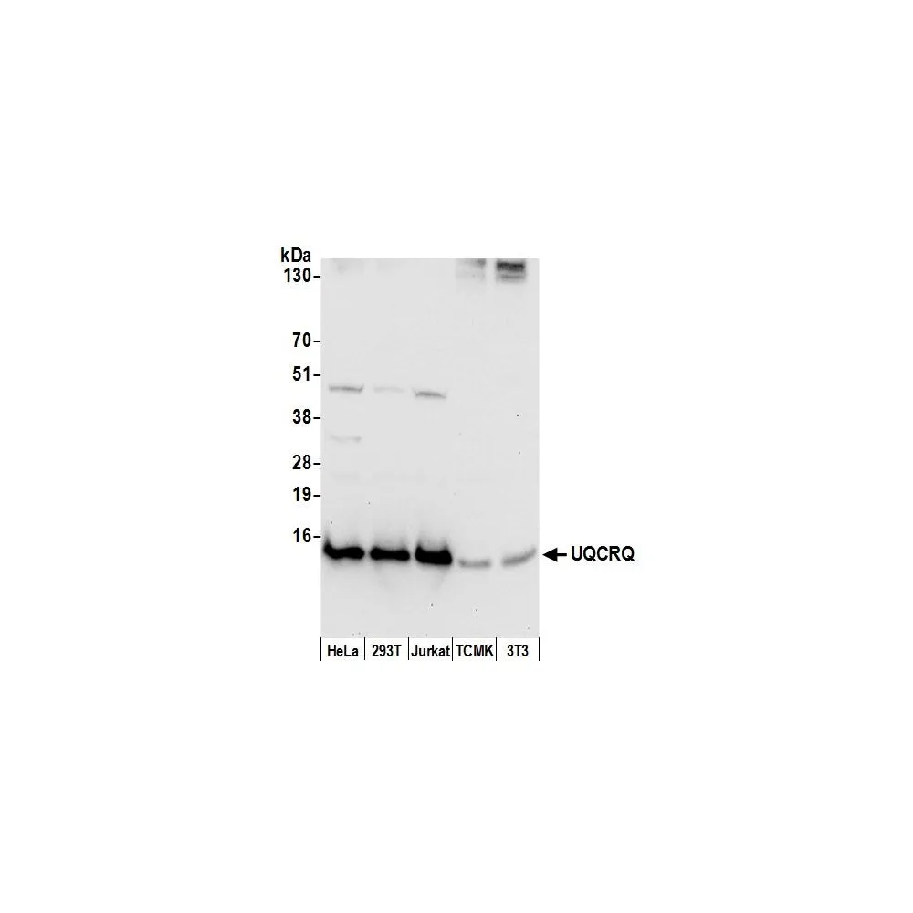 Rabbit anti-UQCRQ Antibody, Affinity Purified
