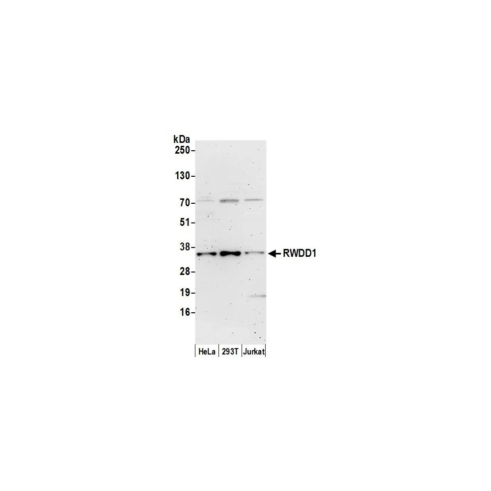 Rabbit anti-RWDD1 Antibody, Affinity Purified