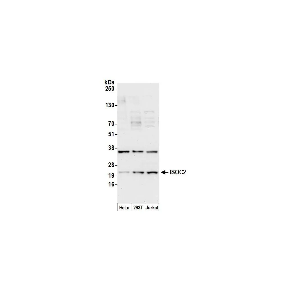 Rabbit anti-ISOC2 Antibody, Affinity Purified