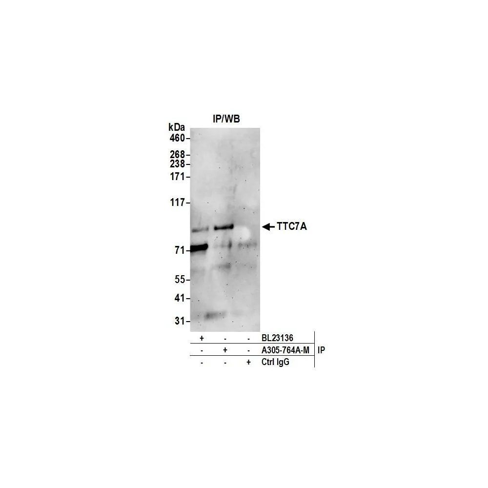 Rabbit anti-TTC7A Antibody, Affinity Purified
