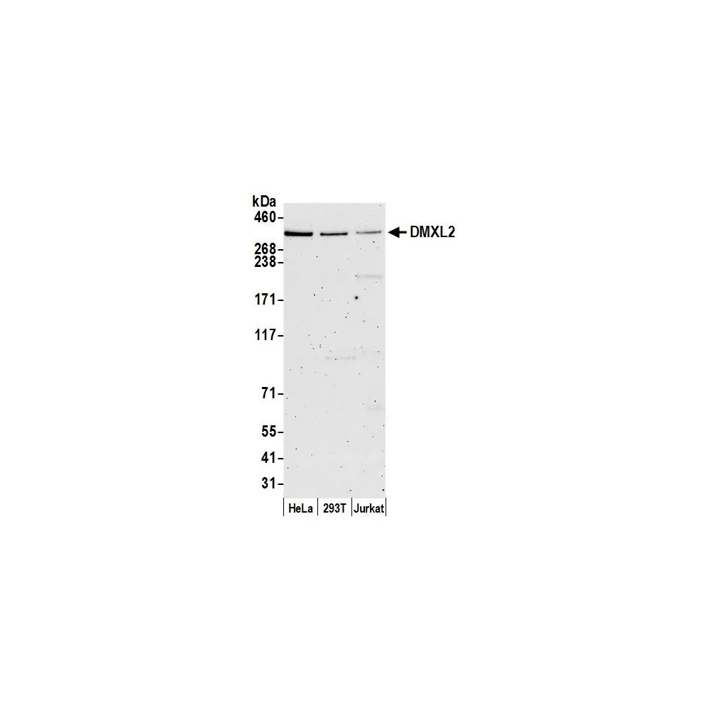 Rabbit anti-DMXL2 Antibody, Affinity Purified