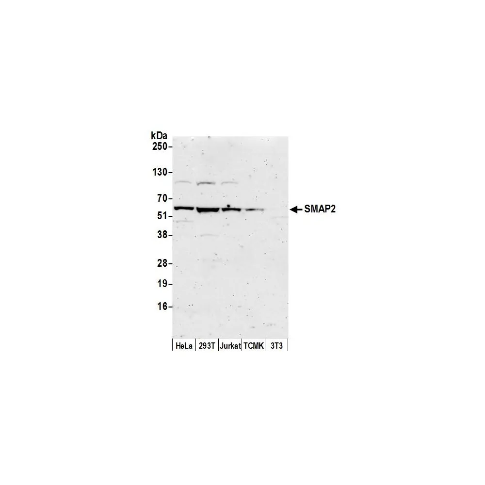 Rabbit anti-SMAP2 Antibody, Affinity Purified