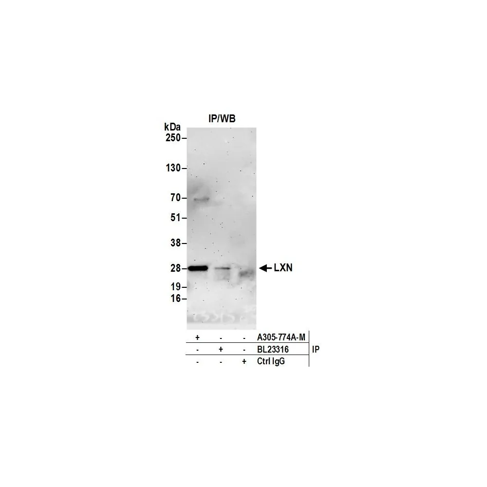 Rabbit anti-LXN Antibody, Affinity Purified