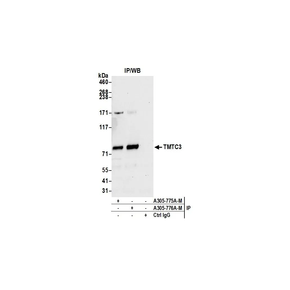 Rabbit anti-TMTC3 Antibody, Affinity Purified