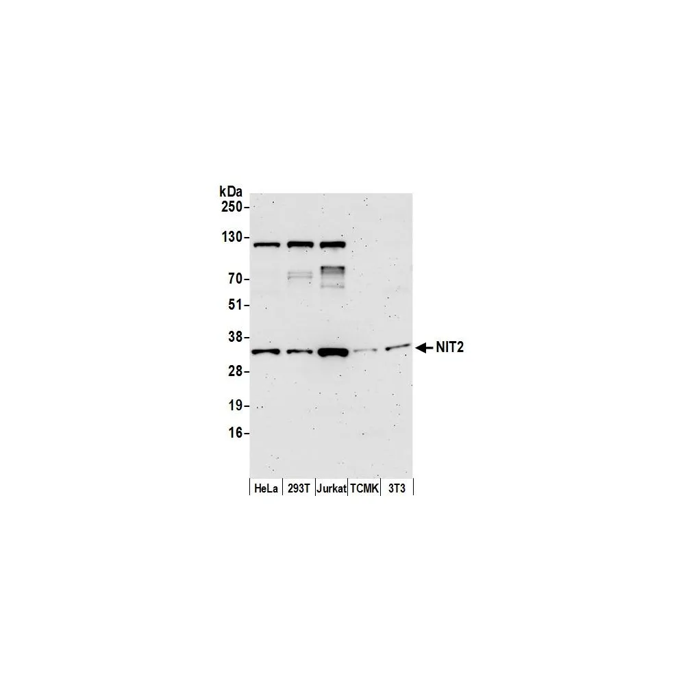 Rabbit anti-NIT2 Antibody, Affinity Purified