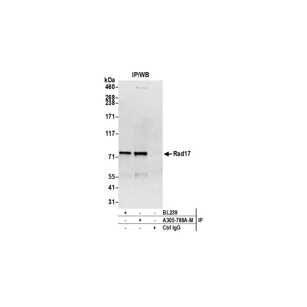 Goat anti-Rad17 Antibody, Affinity Purified