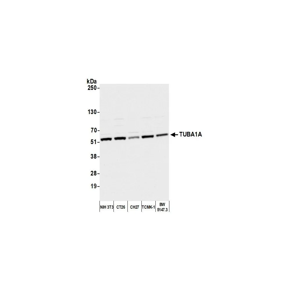 Rabbit anti-alpha-Tubulin Antibody, Affinity Purified