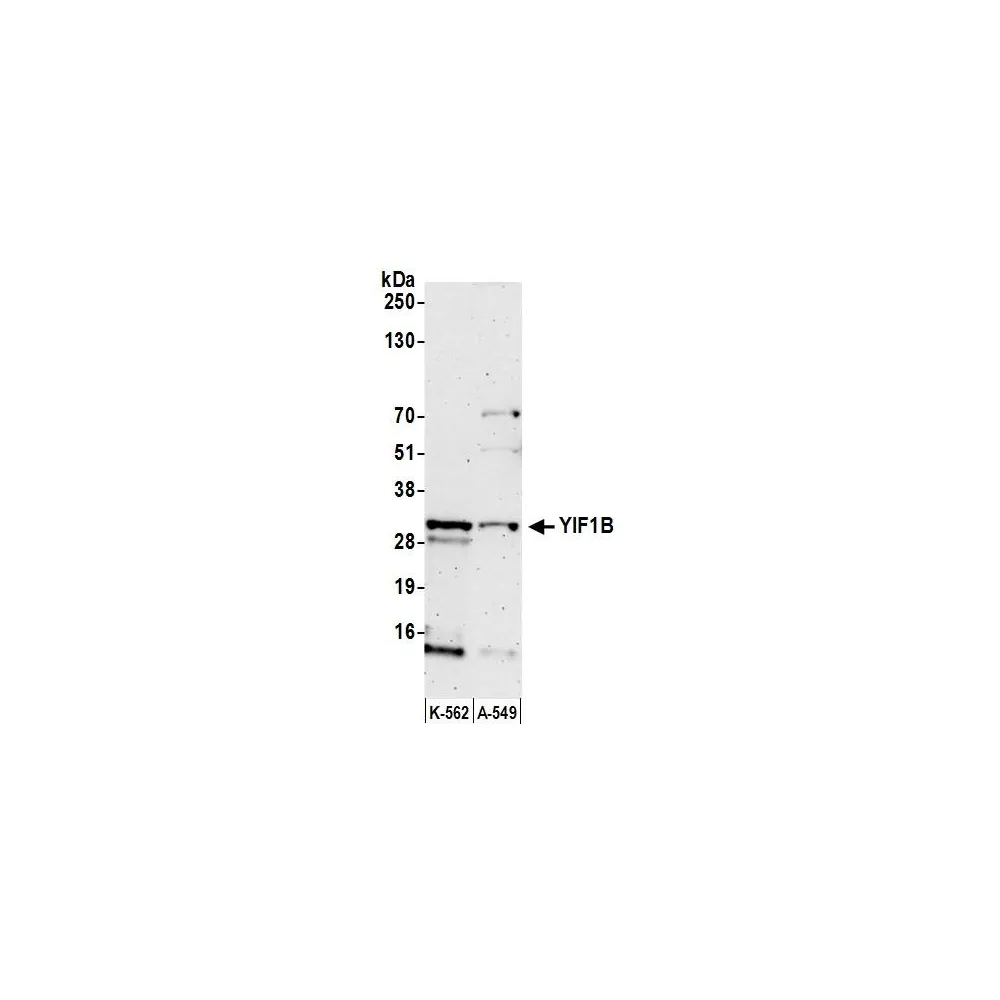 Rabbit anti-YIF1B Antibody, Affinity Purified