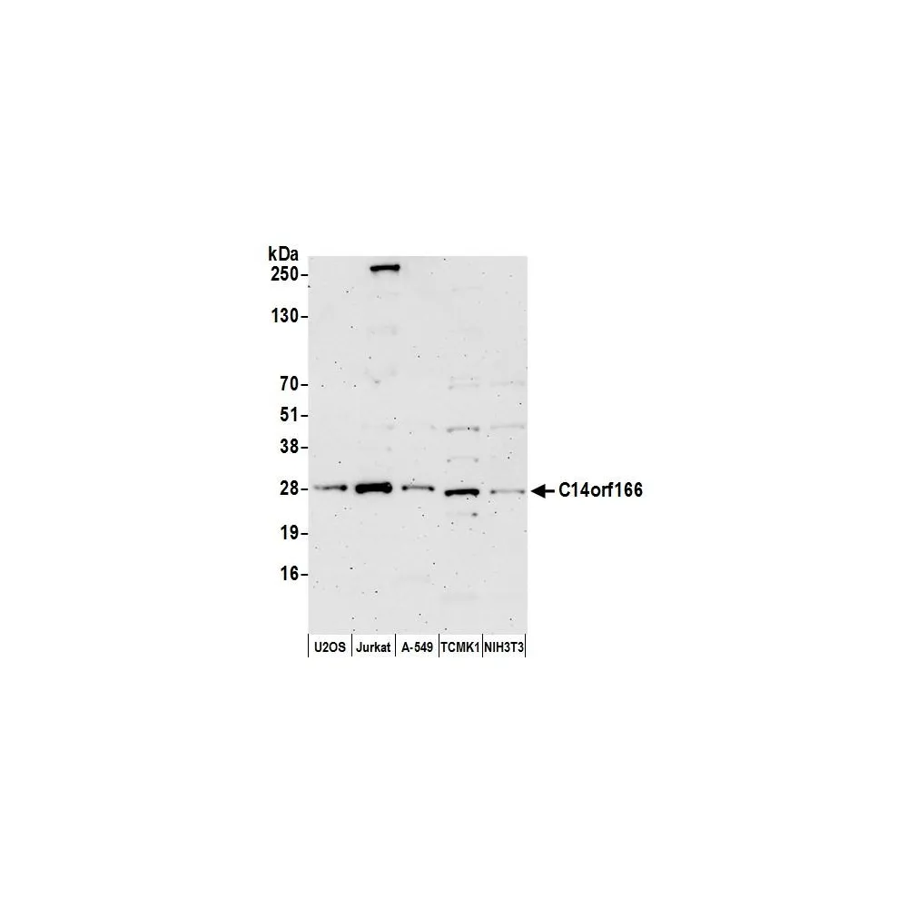 Rabbit anti-C14orf166 Antibody, Affinity Purified