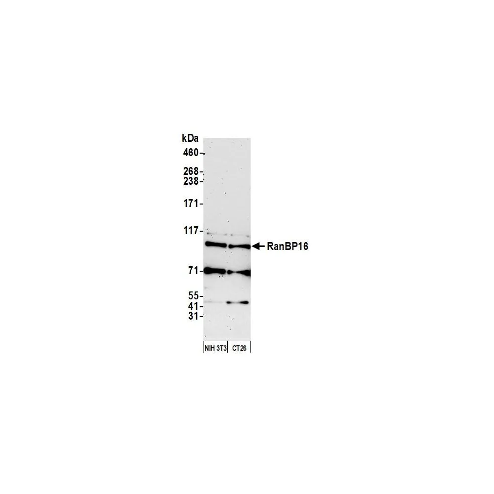 Rabbit anti-RanBP16 Antibody, Affinity Purified