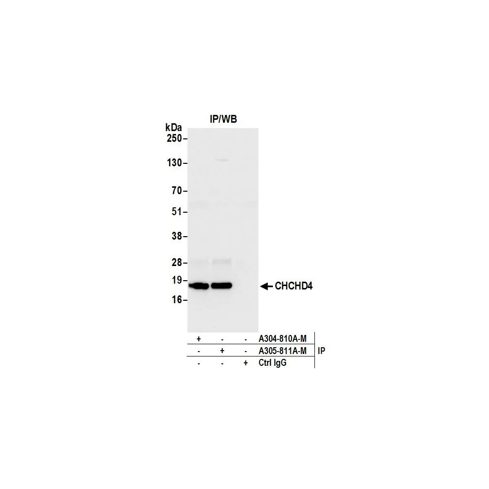 Rabbit anti-CHCHD4 Antibody, Affinity Purified