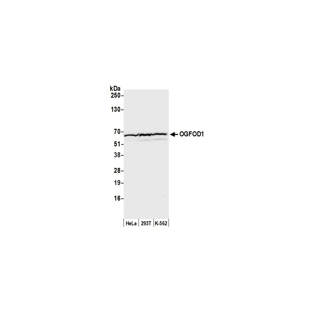 Rabbit anti-OGFOD1 Antibody, Affinity Purified