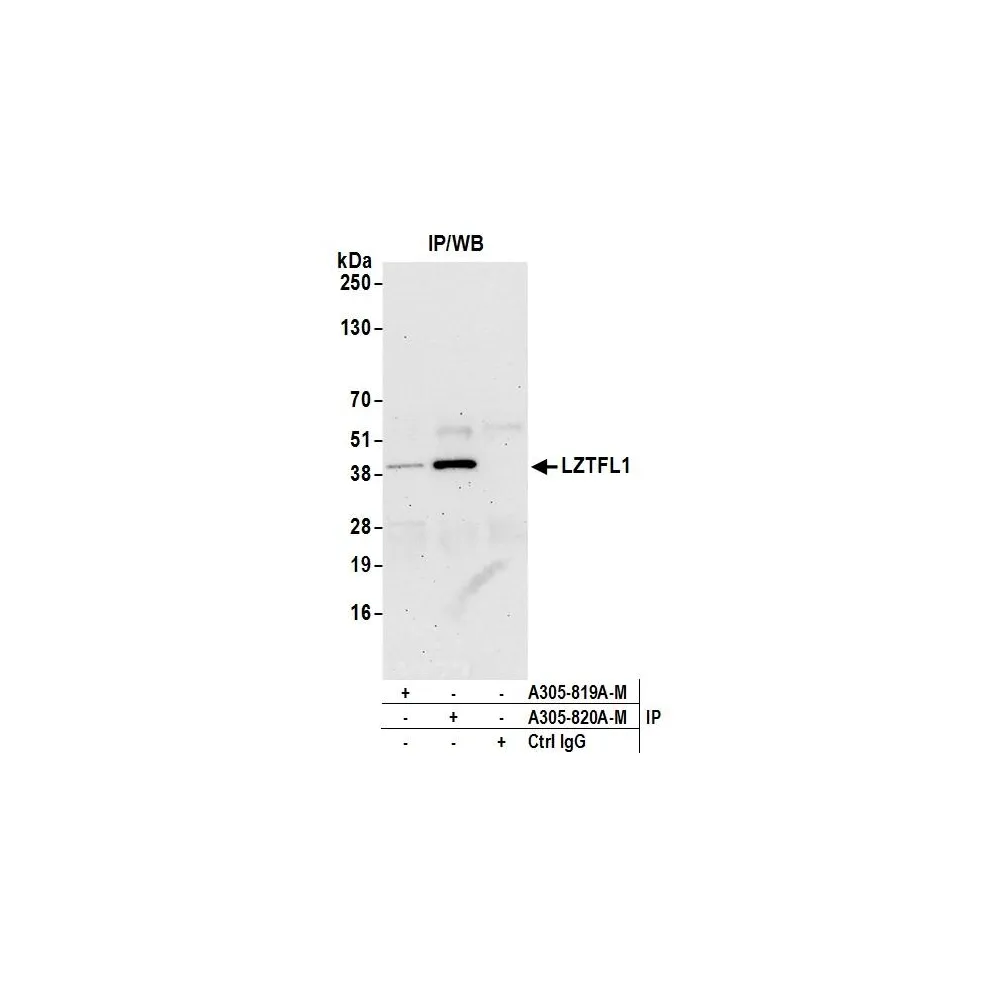 Rabbit anti-LZTFL1 Antibody, Affinity Purified