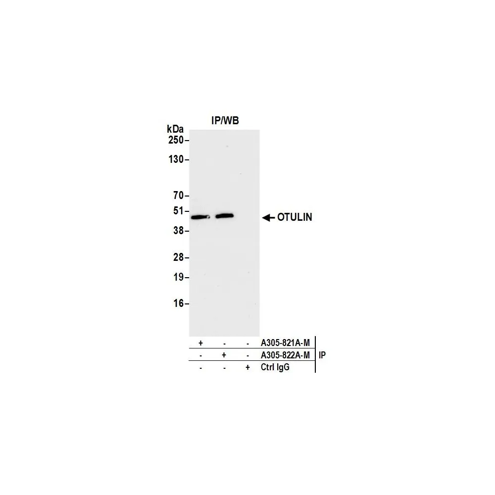 Rabbit anti-OTULIN Antibody, Affinity Purified