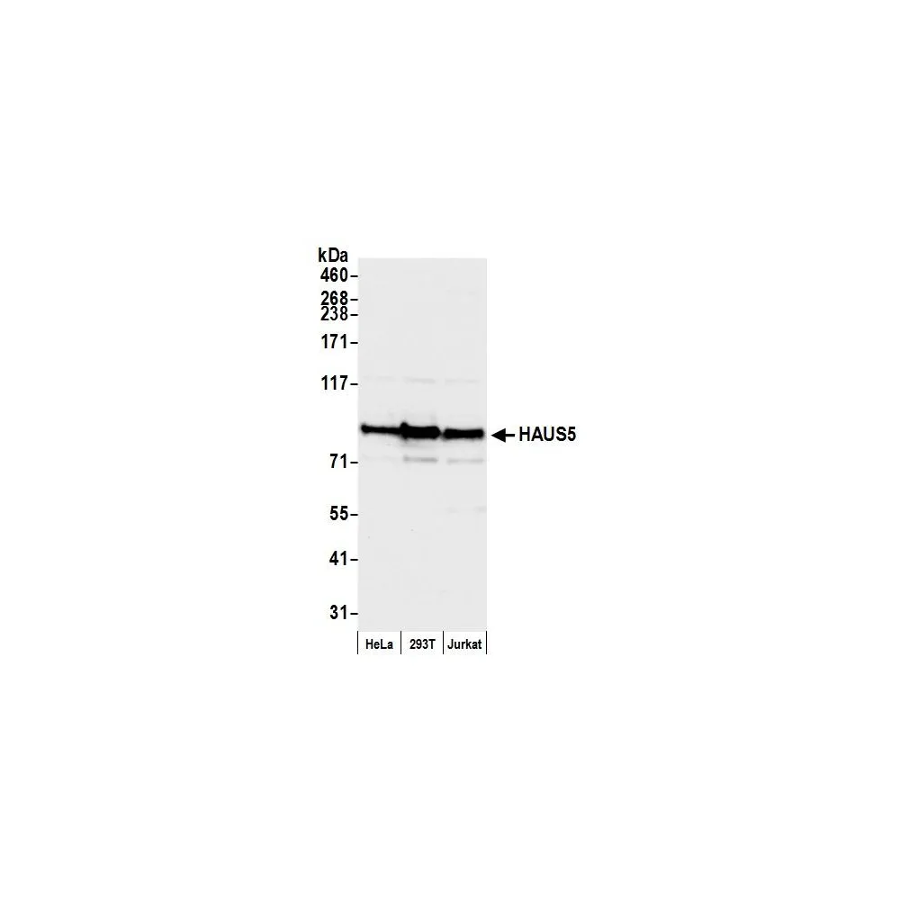 Rabbit anti-HAUS5 Antibody, Affinity Purified