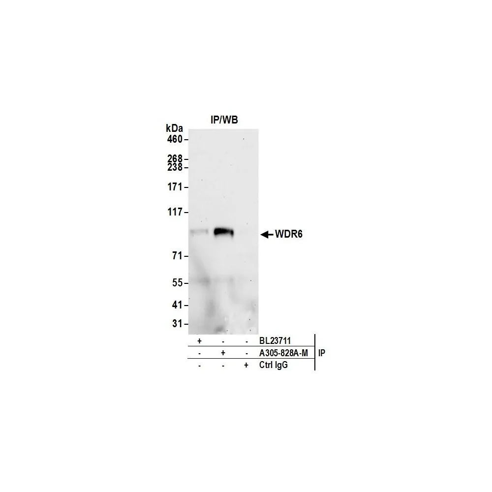 Rabbit anti-WDR6 Antibody, Affinity Purified
