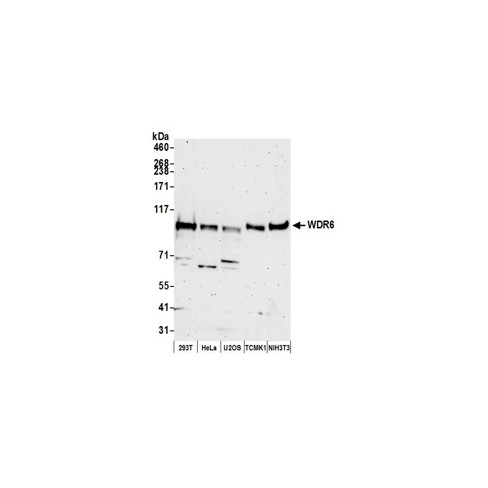 Rabbit anti-WDR6 Antibody, Affinity Purified