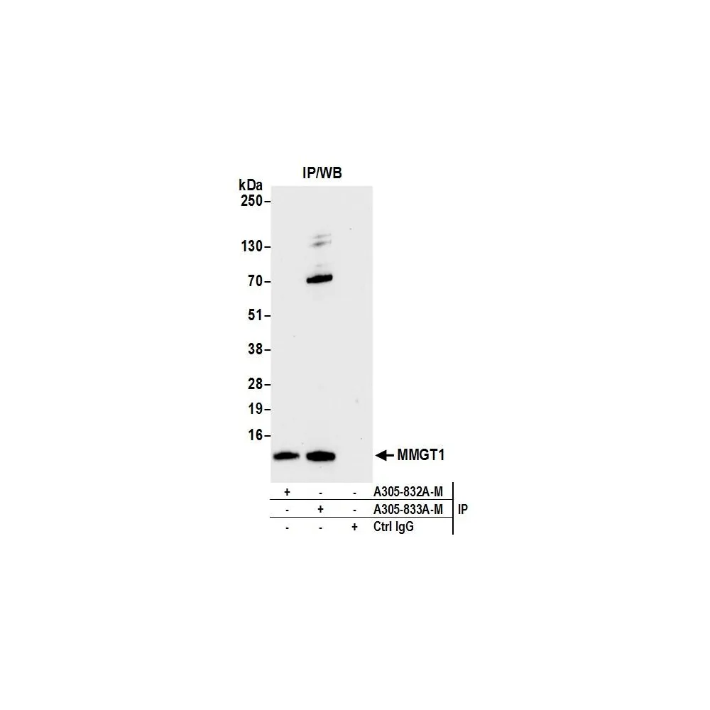 Rabbit anti-MMGT1 Antibody, Affinity Purified
