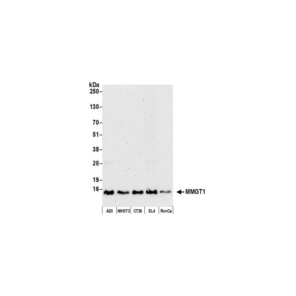 Rabbit anti-MMGT1 Antibody, Affinity Purified