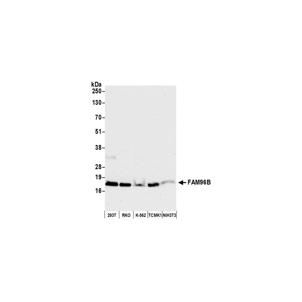 Rabbit anti-FAM96B Antibody, Affinity Purified