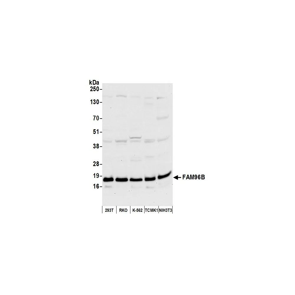 Rabbit anti-FAM96B Antibody, Affinity Purified