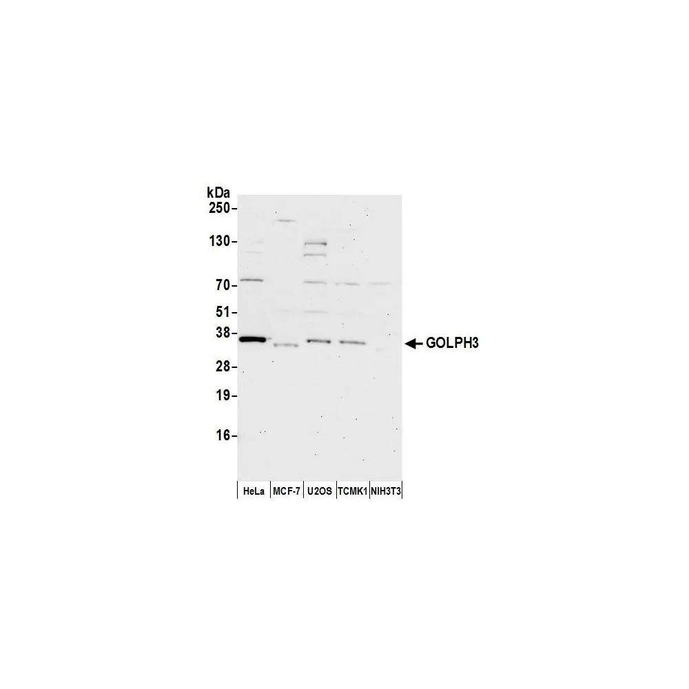 Rabbit anti-GOLPH3 Antibody, Affinity Purified