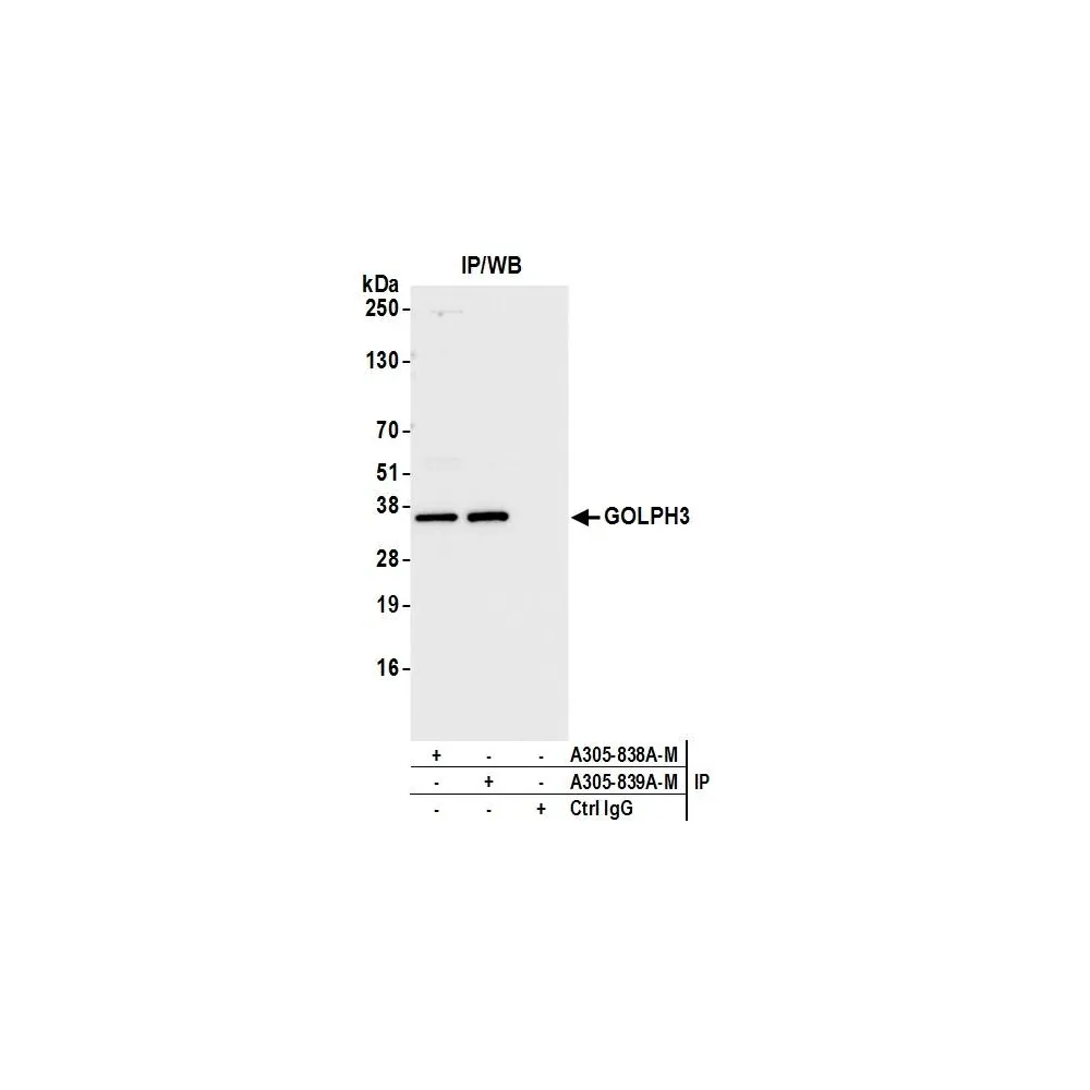 Rabbit anti-GOLPH3 Antibody, Affinity Purified