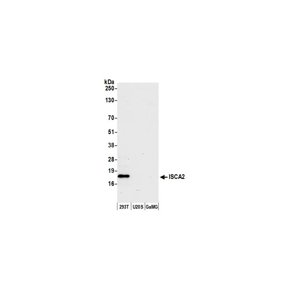 Rabbit anti-ISCA2 Antibody, Affinity Purified