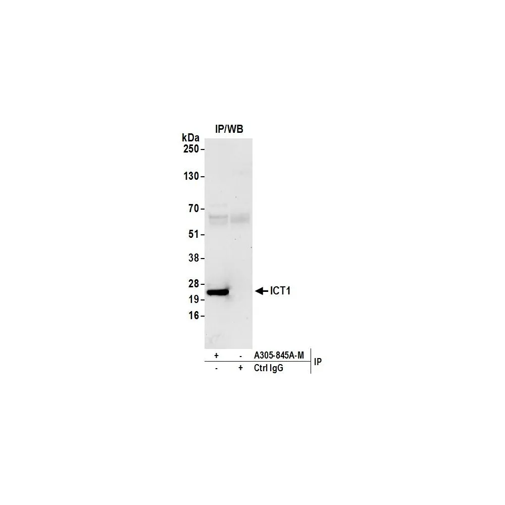 Rabbit anti-ICT1 Antibody, Affinity Purified
