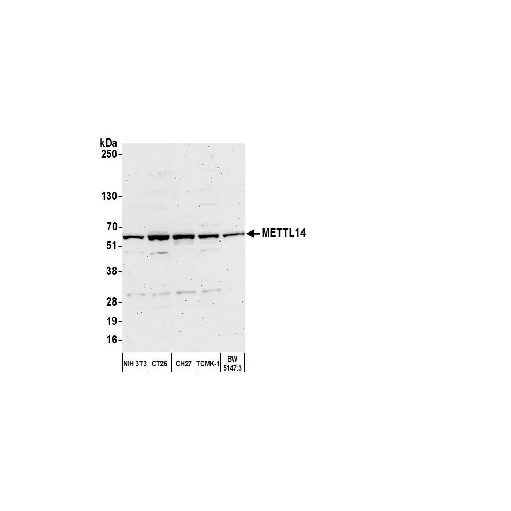 Rabbit anti-METTL14 Antibody, Affinity Purified