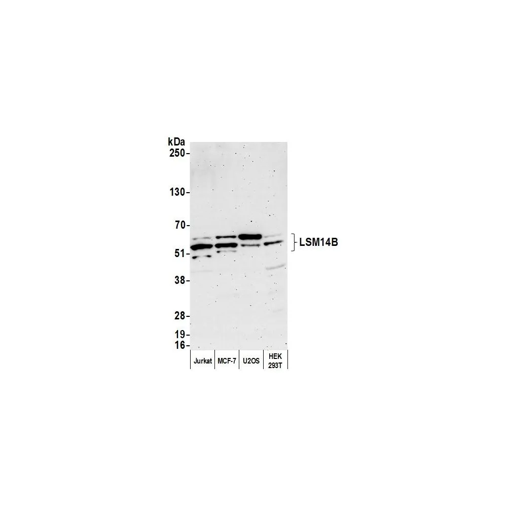 Rabbit anti-LSM14B Antibody, Affinity Purified