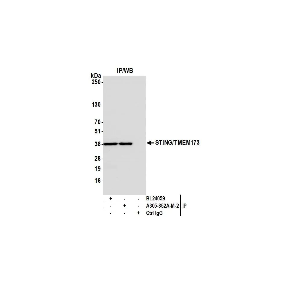 Rabbit anti-STING/TMEM173 Antibody, Affinity Purified