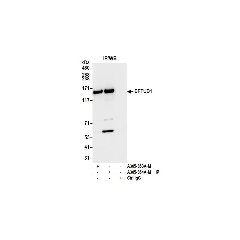 Rabbit anti-EFTUD1 Antibody, Affinity Purified