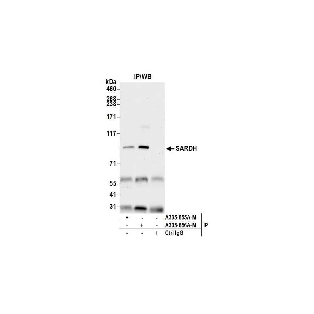 Rabbit anti-SARDH Antibody, Affinity Purified