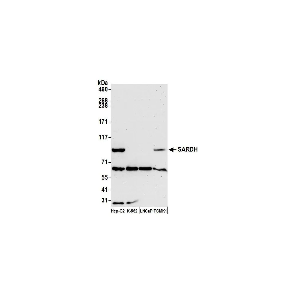 Rabbit anti-SARDH Antibody, Affinity Purified