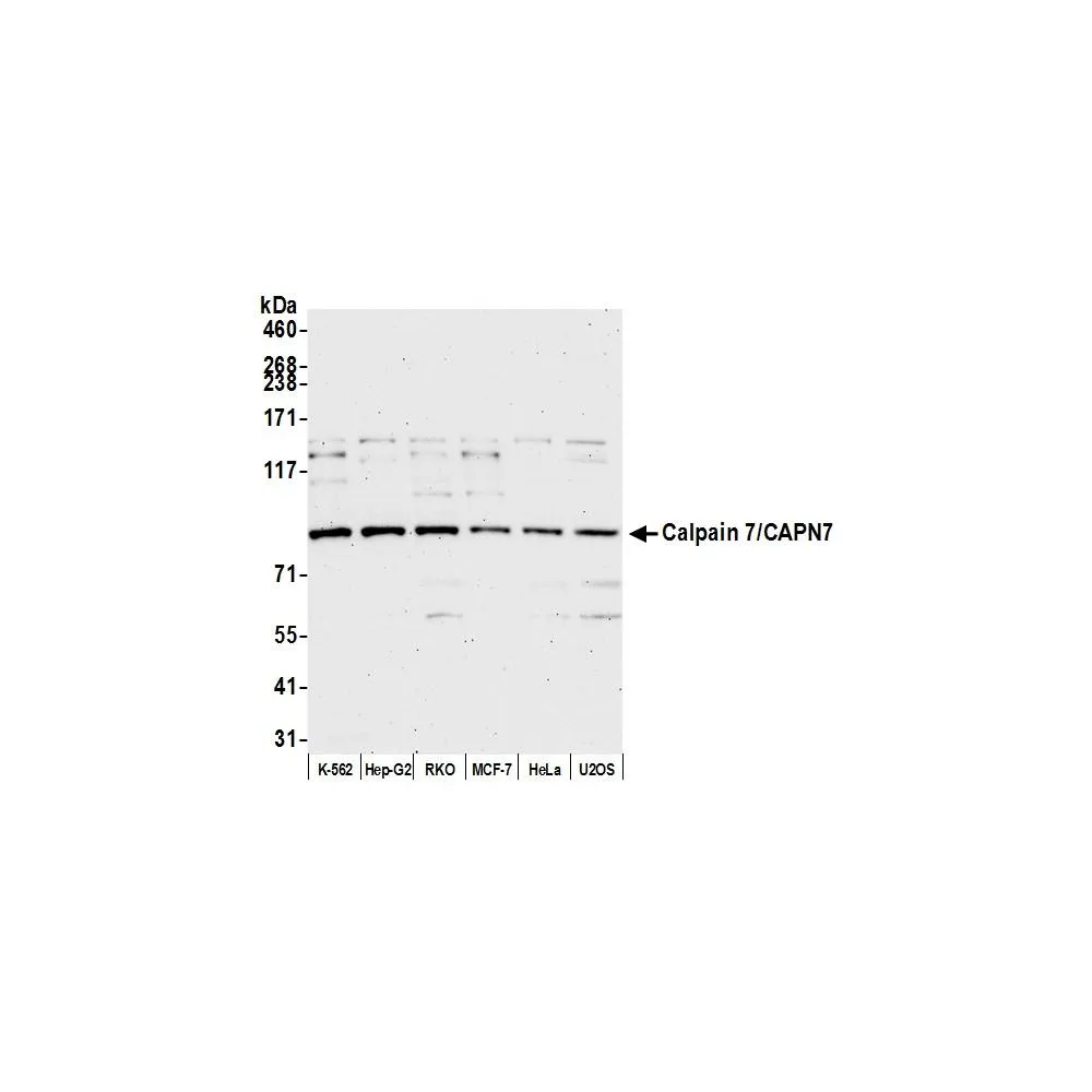 Rabbit anti-Calpain 7/CAPN7 Antibody, Affinity Purified