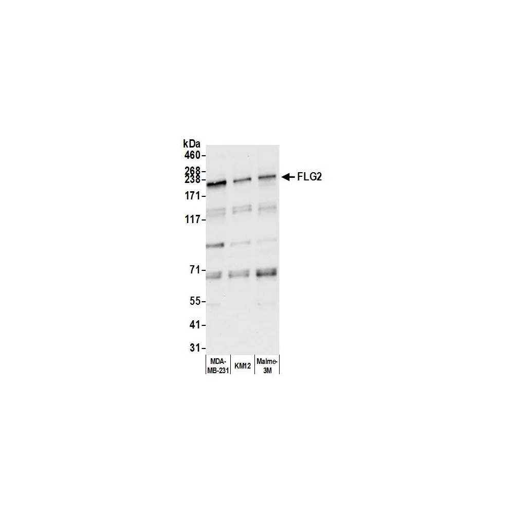 Rabbit anti-FLG2 Antibody, Affinity Purified